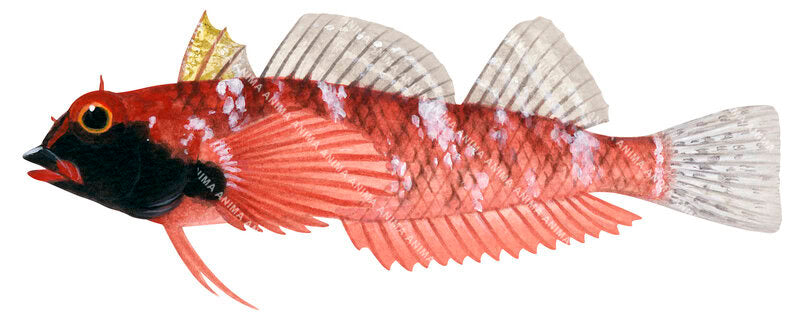 High Res Illustration of Blackcheek Threefin, on white background, side view.