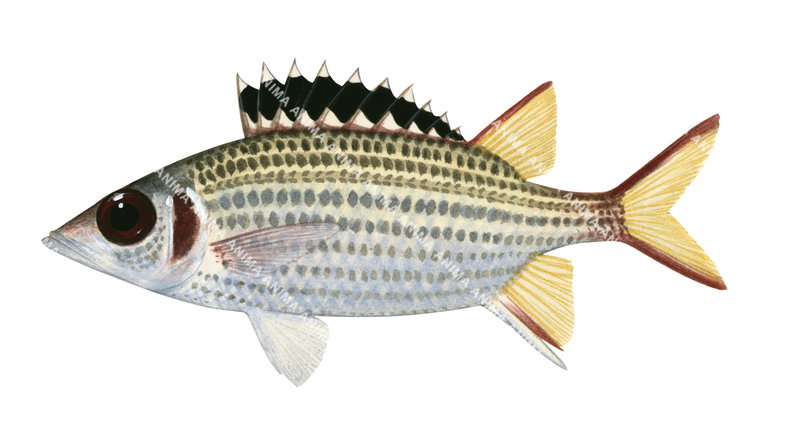 An accurate illustration of a Blackfin Squirrelfish,Neoniphon opercularis on white background, side view, colourful.