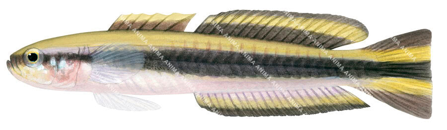 An accurate illustration of the Blackmargin Dartfish on white background, side view, and multiple colours.
