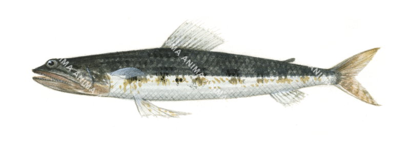 A fish illustration on white background of the Blackshoulder Lizardfish,Synodus hoshinonis, lateral view, colourful.