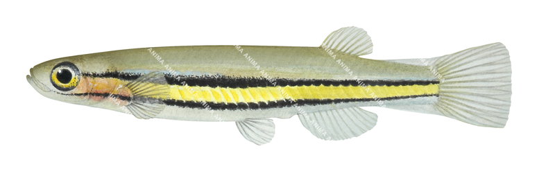 A close-up side view illustration of a Blackstripe Minnow,Galaxiella nigrostriata it has black, yellow and grey colouring capturing the detailed underwater style of Roger Swainston