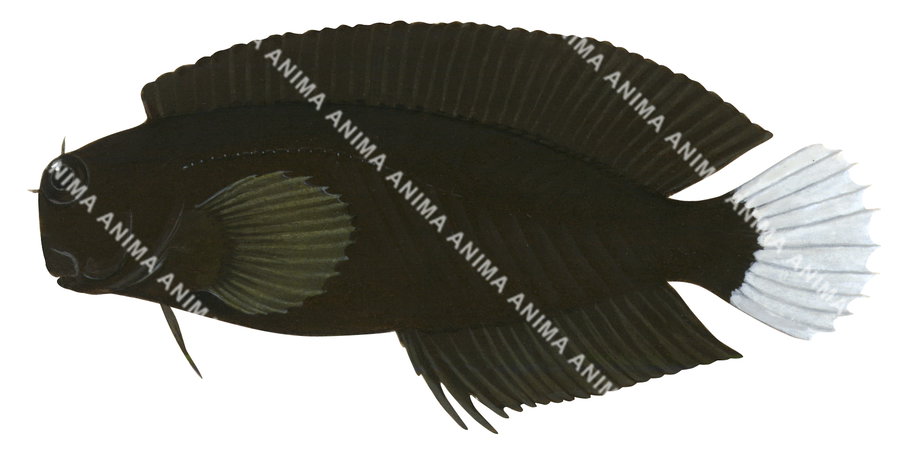 A fish illustration on white background of the Dusky Blenny,side view, in colour.