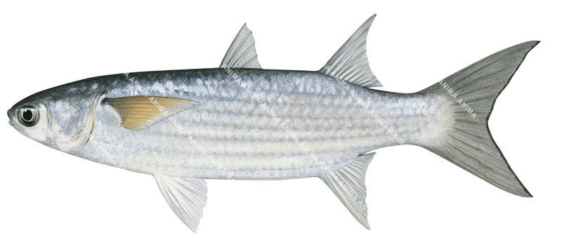 A fish illustration on white background of the Blue-tail Mullet,Valamugil buchanar lateral view, silvery colour
