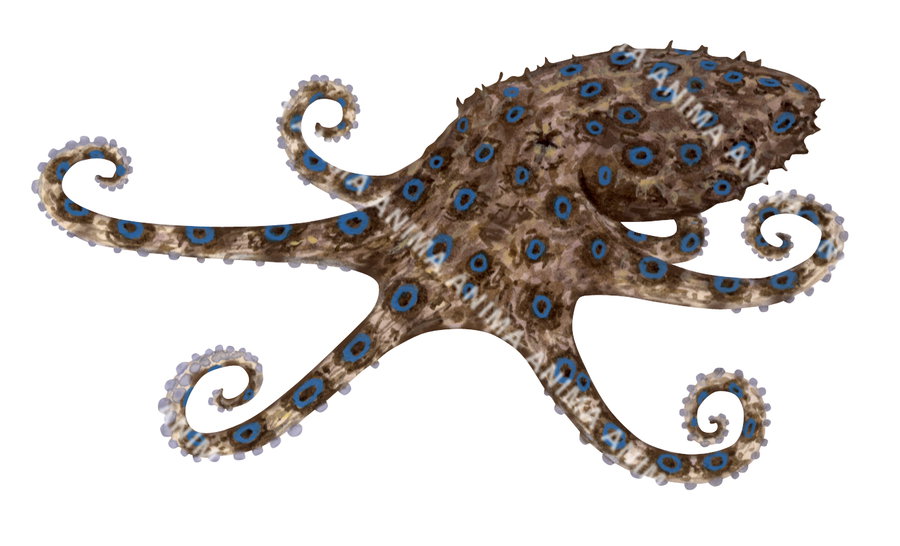 A realistic illustration of the Blueringed Octopus on white background. Its body is brown with blue spots. Alive position.