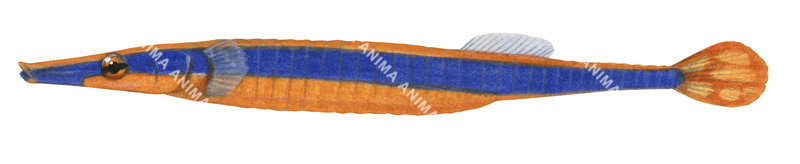 An realistic illustration of the Bluestripe Pipefish,Doryrhampus excisus on white background, side view, colourful.