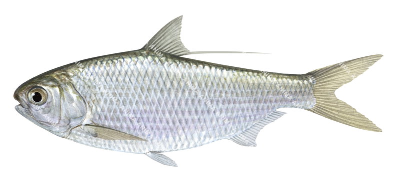 Scientific illustration of the Bony Bream,Nematalosa erebi,side view, colourful, white background.