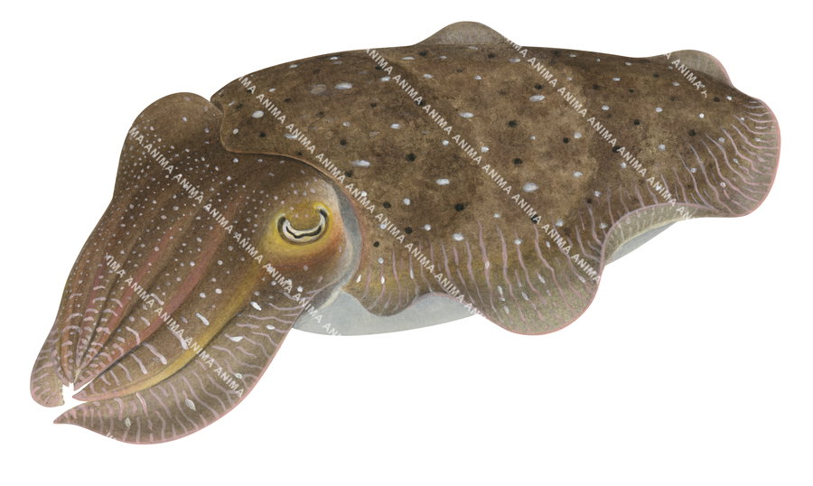 A realistic, alive position illustration of Broadclub Cuttlefish, its body is light brown colour with white and black mottled markings.
