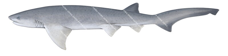 Broadnose Sevengill Shark,Notorynchus cepedianus,scientific illustration.