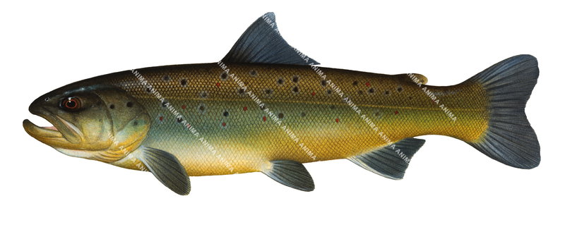 Realistic painting of the Brown Trout Corsica by Roger Swainston