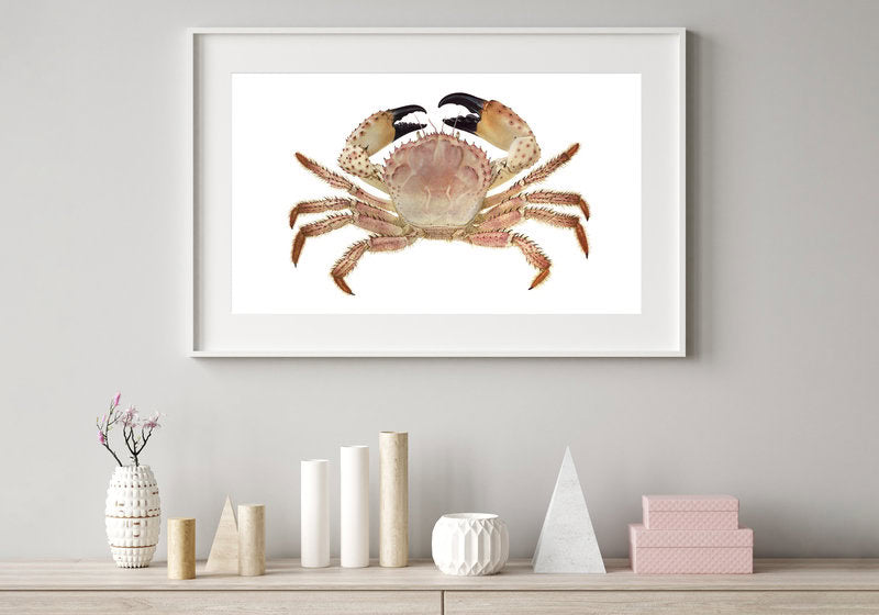 Champagne Crab-Print