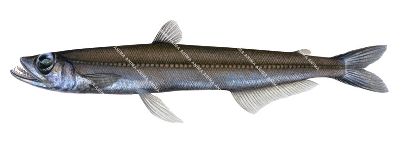 Scientific fish illustration of the Childish Pearleye Benthalbella infans on white background.It has tubular eye directed upward.