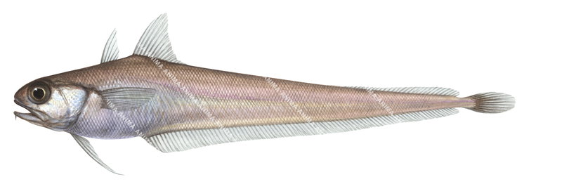 A fish illustration on white background of the Chiseltooth Grenadier Cod, side view, colourful.