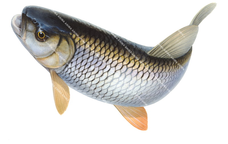Fish illustration on white background of the Chub,Leuciscus cephalus, alive position, colourful.