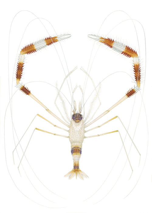 A scientific illustration of the Cleaner Shrimp viewed from above on a white background. It has a dark orange and white-banded body and claws.The carapace and claws are covered with tiny spines.