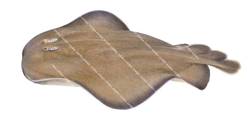 Coffin Ray,Hypnos monopterygium,Illustration by R. Swainston, dorsal view, swimming.