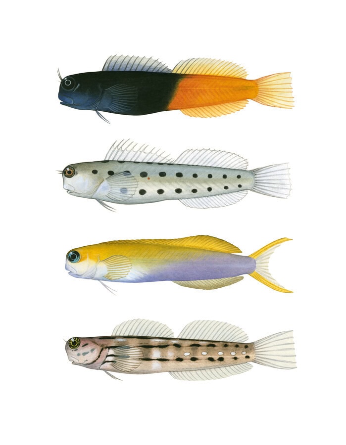 A scientific illustration of 4 Combtooth blennies of different colours, on white background, print available.