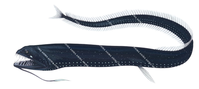 Common Black Dragonfish Idiacanthus Atlanticus Scientific Illustration common-black-dragonfish-idiacanthus-atlanticus-scientific-illustration