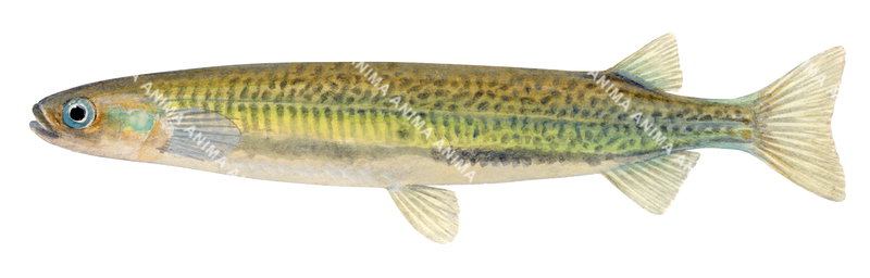 A close-up illustration of Common Galaxias,Galaxias maculatus, side view, colourful capturing the detailed underwater style of Roger Swainston.