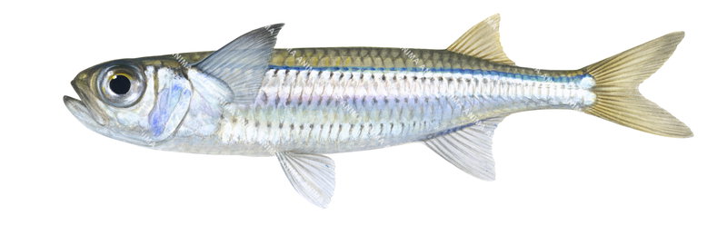 An accurate fish illustration of the Common Hardyhead on white background, lateral view,beige and white colouring.