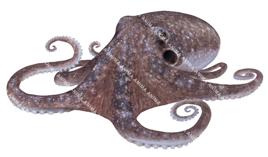 An illustration of the Common Octopus, its body is grey to mottled brown and its skin consists of many small pavement-like patches and large papillae.