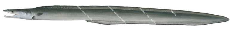 fish illustration on white background of the Common Pike Eel,Muraenesox bagio,side view, colourful.