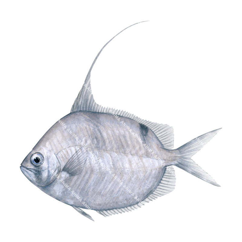 A fish illustration on white background of the Common Veilfin,Metavelifer multiradiatus,side view, mostly silver colour.