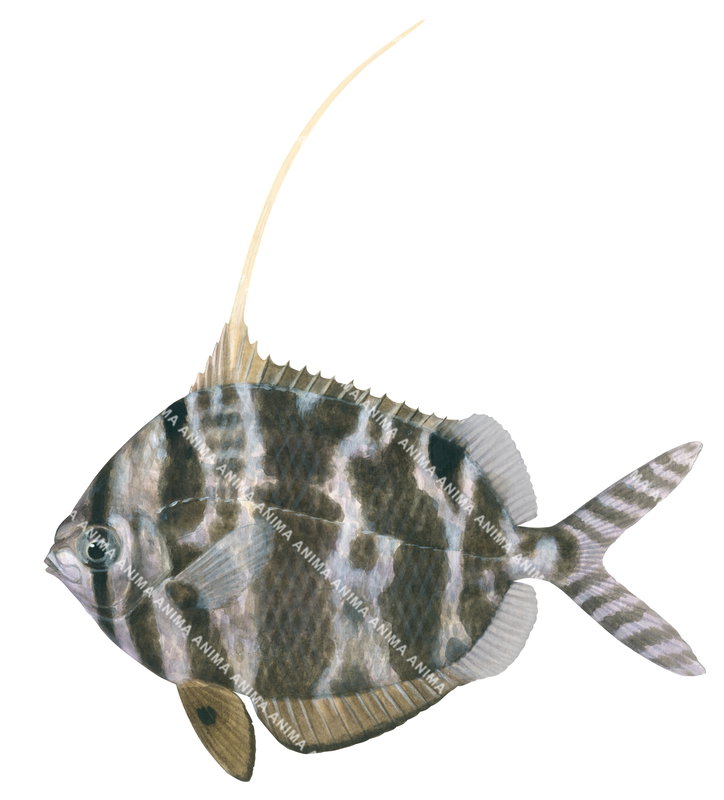 A fish illustration on white background of the Common Veilfin, Metavelifer multiradiatus,side view, colourful.