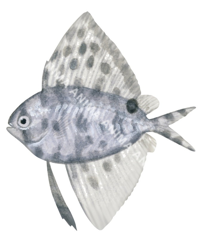 A fish illustration on white background of the Juvenile Common Veilfin,Metavelifer multiradiatus,side view, grey colour and large fins.