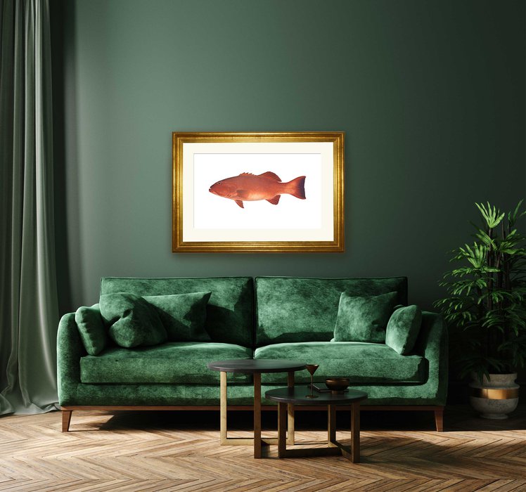 Framed Fine Art print of the Barcheek Coral Trout by Roger Swainston