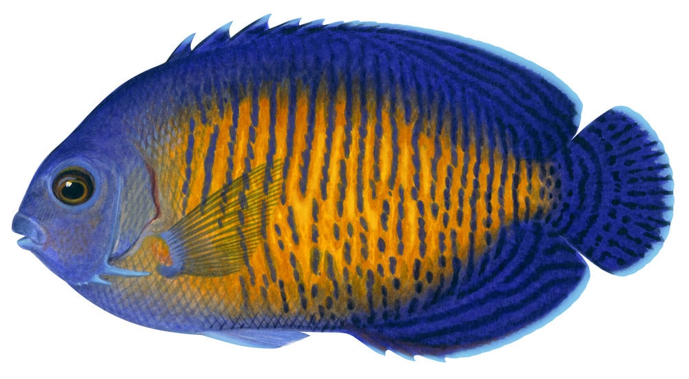 Coral Beauty-Original