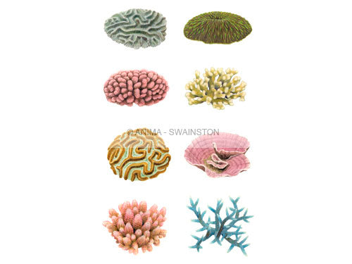 Top quality Corals print on Archival paper by Roger Swainston.