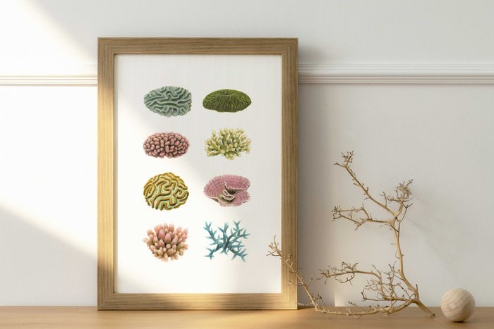 Framed Top quality Corals print by Roger Swainston