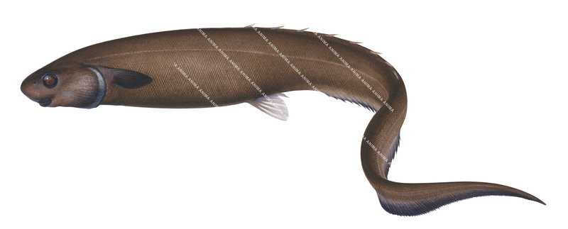 marine image of the Cosmopolitan Spineback,Notocanthus chemnitzi