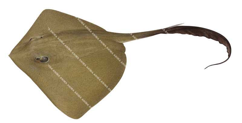 Cowtail Stingray,Pastinachus atrus, high quality Illustration,dorsal view, colourful.