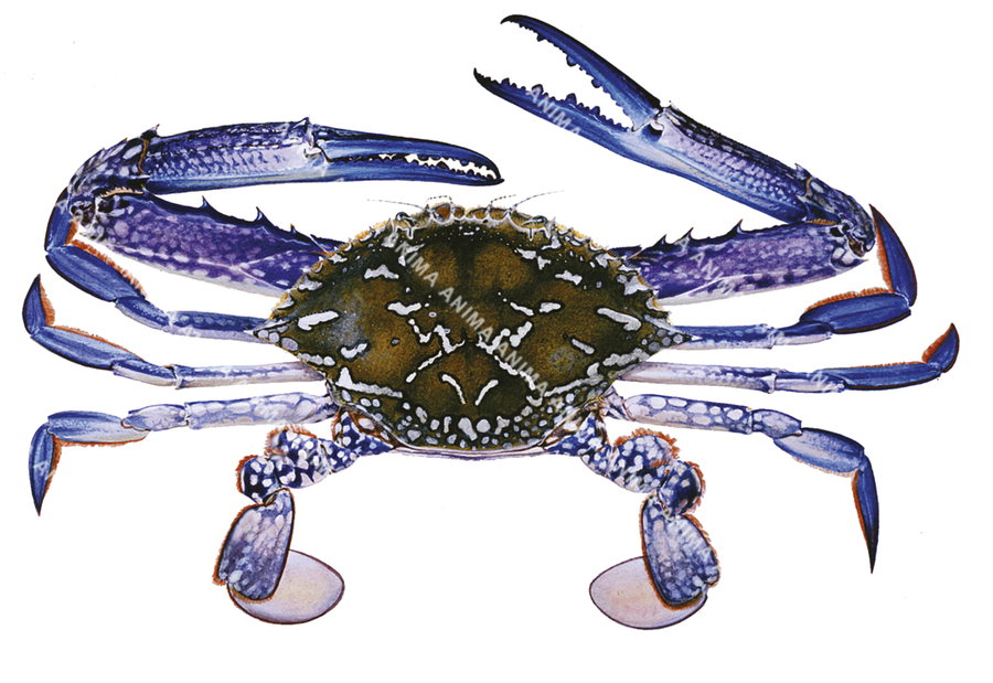 High quality print of the Blue Swimmer Crab on archival paper by Roger Swainston.