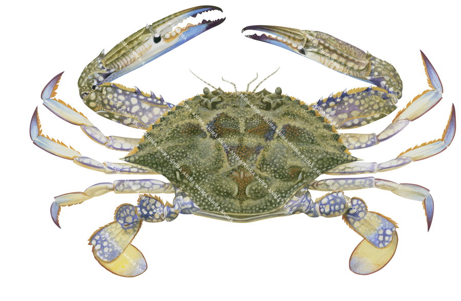 Fine art print of the Blue Swimmer Crab, female on archival paper by Roger Swainston.