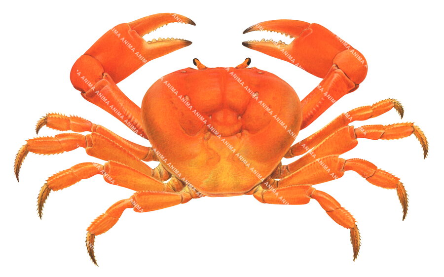 A detailed, accurate illustration of the Clipperton Crab on white background, orange colour, dorsal view.