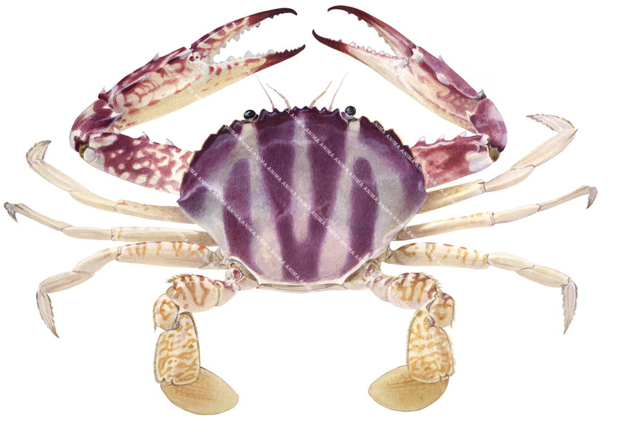 Top quality Fine Art print of the Coral Crab by Roger Swainston on archival paper and pigment inks.