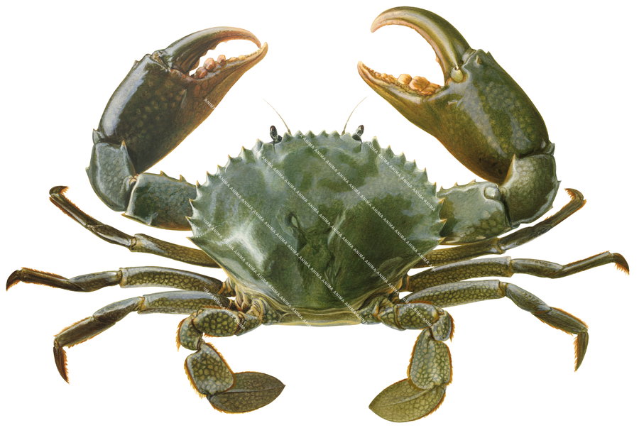 Fine Art print of the Green Mud Crab by Roger Swainston.