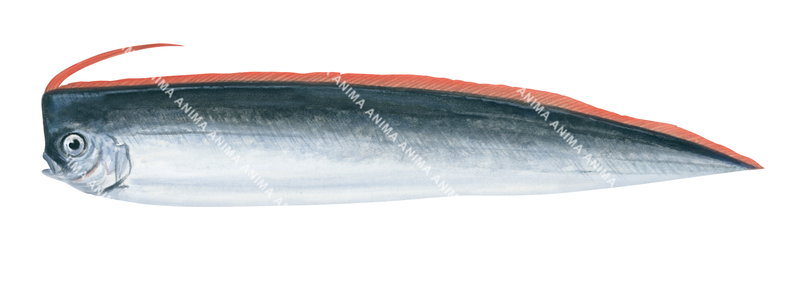 A fish illustration on white background of the Crested Bandfish-1,Lophotus guentheri,lateral view with its dorsal fin orange colour.