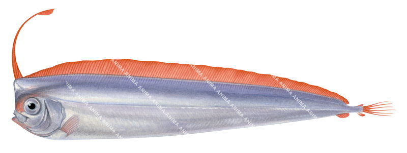 A fish illustration on white background of the Crested Bandfish, Lophotes guentheri,lateral view. Its body is long with orange dorsal fin.