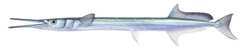 A close-up illustration of a Crocodile Longtom,Tylosurus crocodilus.Its body is elongate with silvery colour and greenish-blue on the dorsal surface.