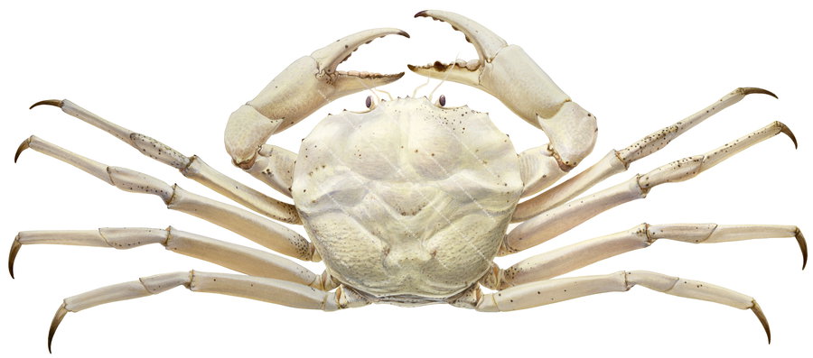 An realistic magnificent illustration of the Crystal Crab on white background, he has a pale yellow and white colour body, dorsal view.