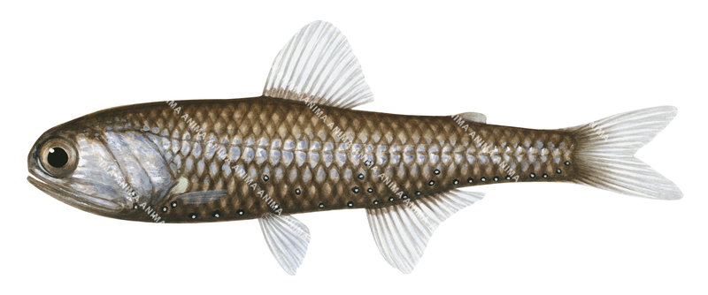 An accurate illustration of Dana Lanternfish,Diaphus danae on white background ,side view, colourful.