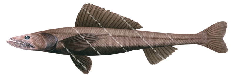 A scientific fish illustration of the Deepsea Lizardfish,Bathysaurus ferox on white background,side view, colourful.