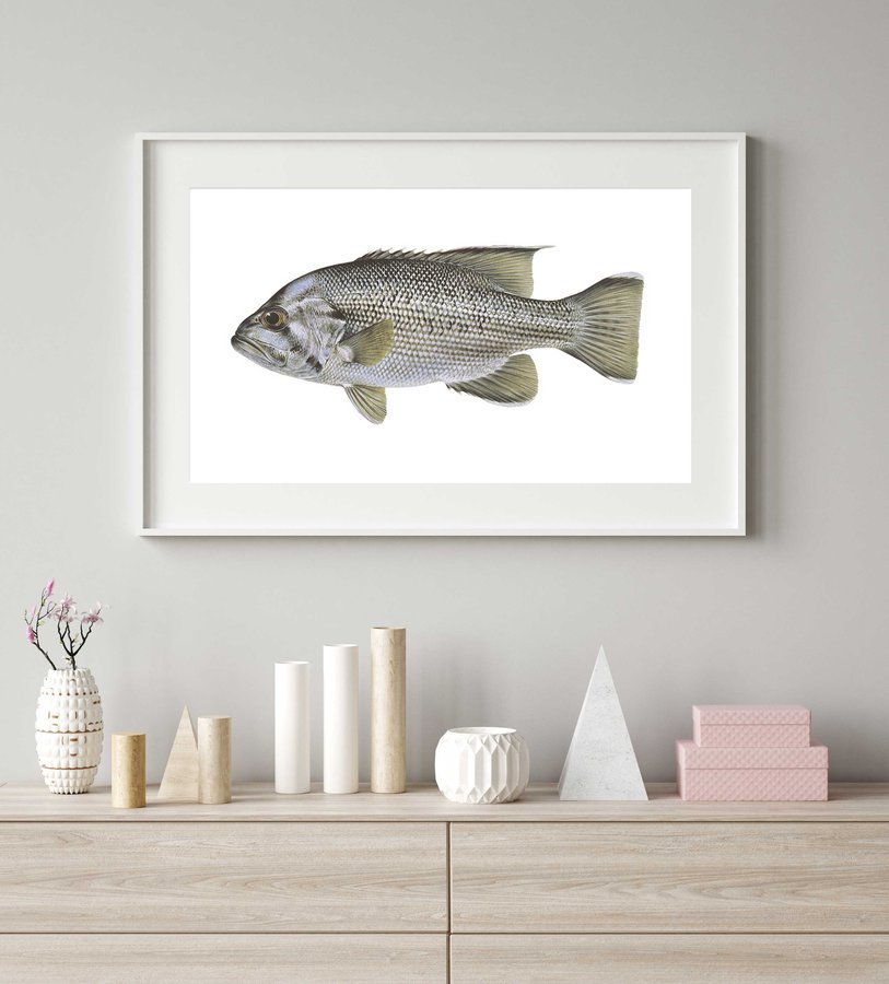 Framed Superb Fine Art print of the Dhufish signed by Roger Swainston