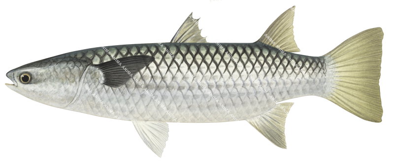 An ccurate fish illustration of the Diamonscale Mullet on white background, side view, its body is grey and has yellowish fin colour.