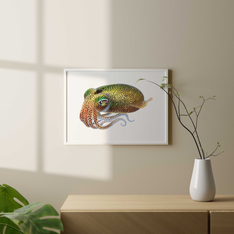 Framed Fine Art print of the gorgeous Dumpling Squid by Roger Swainston.