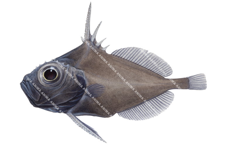 An accurate illustration of the Dwarf Dory,Macrurocyttus acanthopodus on white background, lateral view with its deep, oval to diamond-shaped body mainly brownish colour.