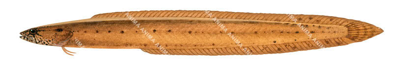 Accurate fish illustration of the Earspot Snake Blenny with its brown/orange colour elongated body on white background.